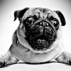 surprised dog blog