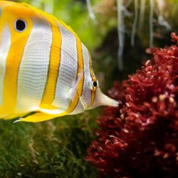 aquarium maintenance business