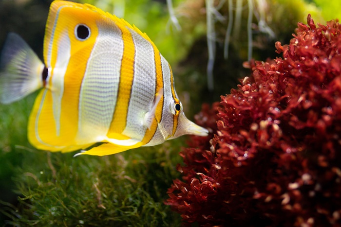 aquarium maintenance business