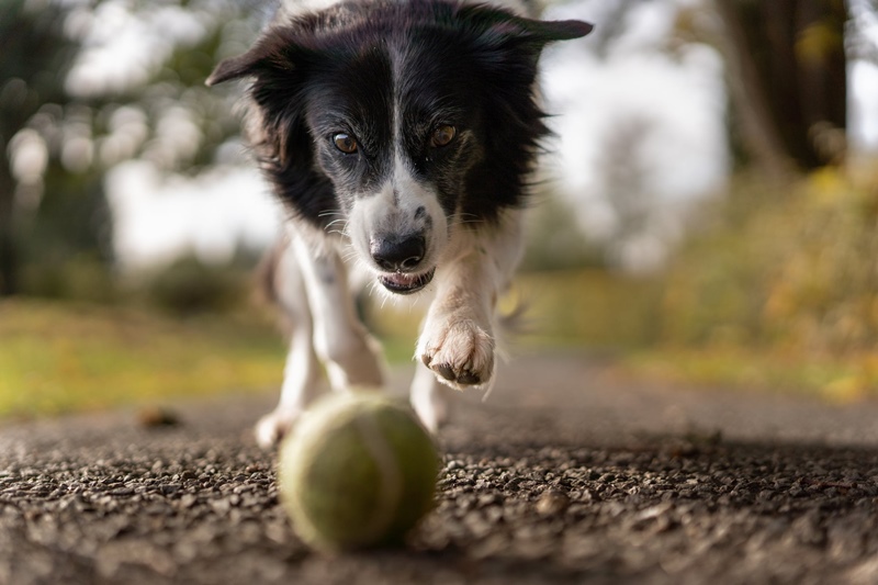 pet sitting as a side hustle